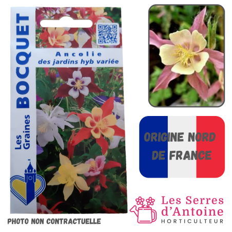 ancolie des jardins variée