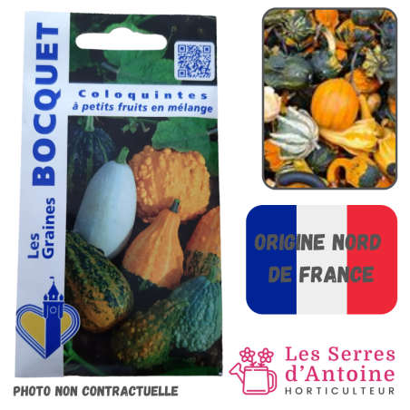 coloquintes à petits fruits en mélanges