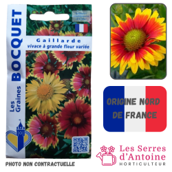 gaillarde vivace à grande fleur variée