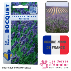 lavande bleue Provence