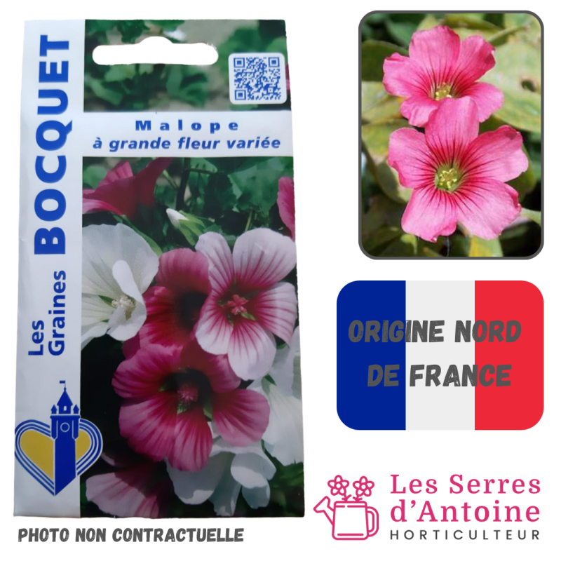 malope à grande fleur variée