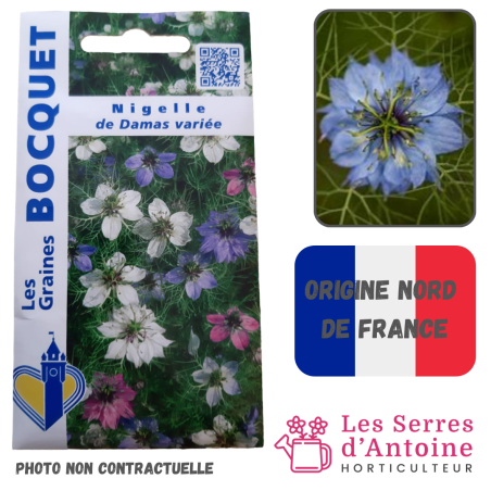 nigelle de Damas variée