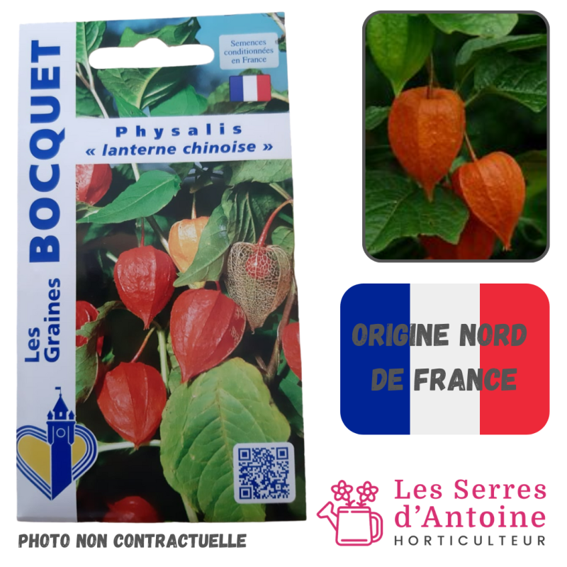 physalis "lanterne chinoise"