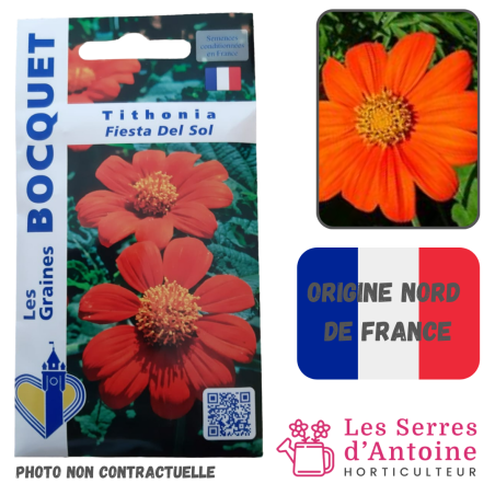 tithonia fiesta del sol