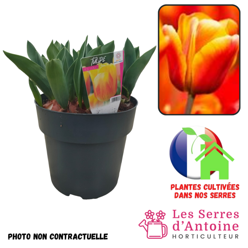 pot 4.5L tulipe ice lolly