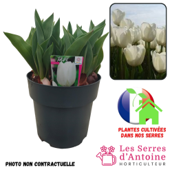 pot 4.5L tulipe inzell