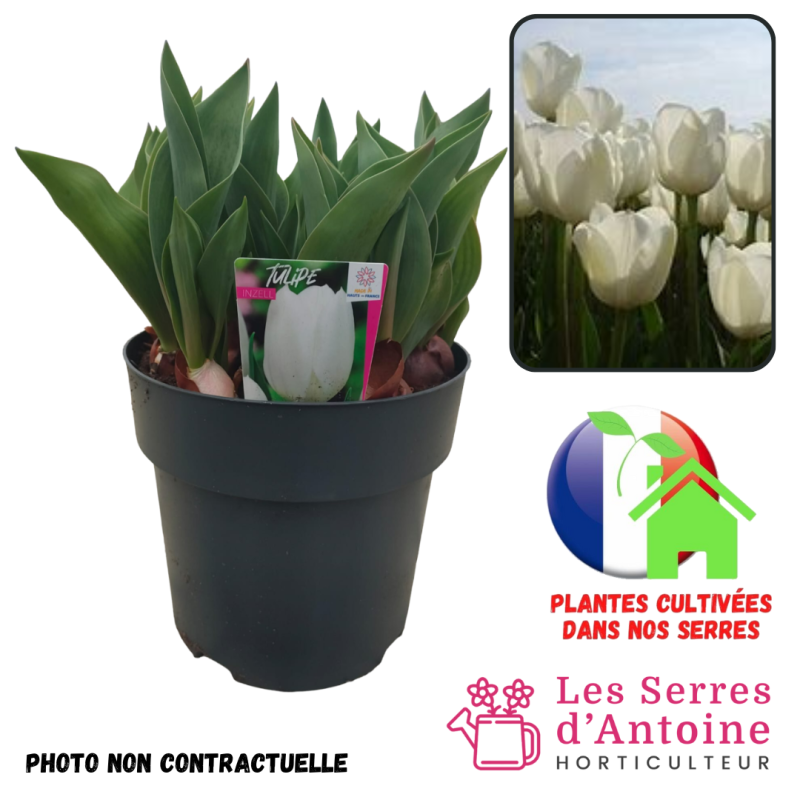 pot 4.5L tulipe inzell