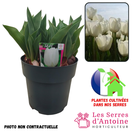 pot 4.5L tulipe inzell