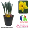 pot 4.5L narcisse lucky number