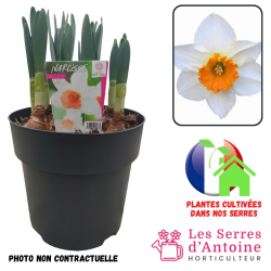 pot 4.5L narcisse accent
