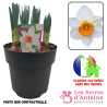 pot 4.5L narcisse accent