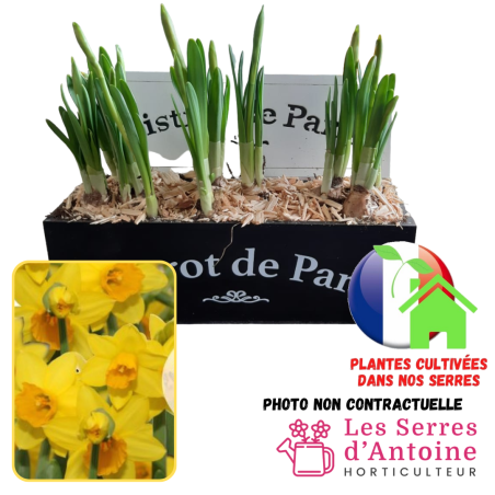 jardinière avec couvercle narcisse