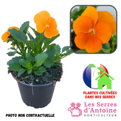 violas cornuta tangerine orange