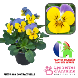 violas cornuta blue et yellow