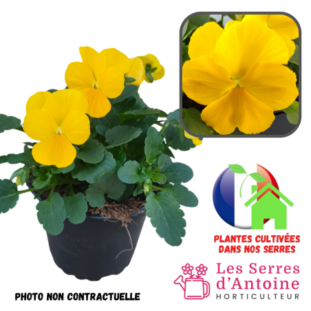 violas cornuta yellow pure