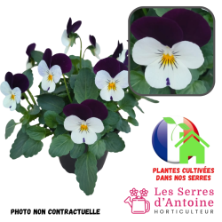 violas cornuta purple halequin