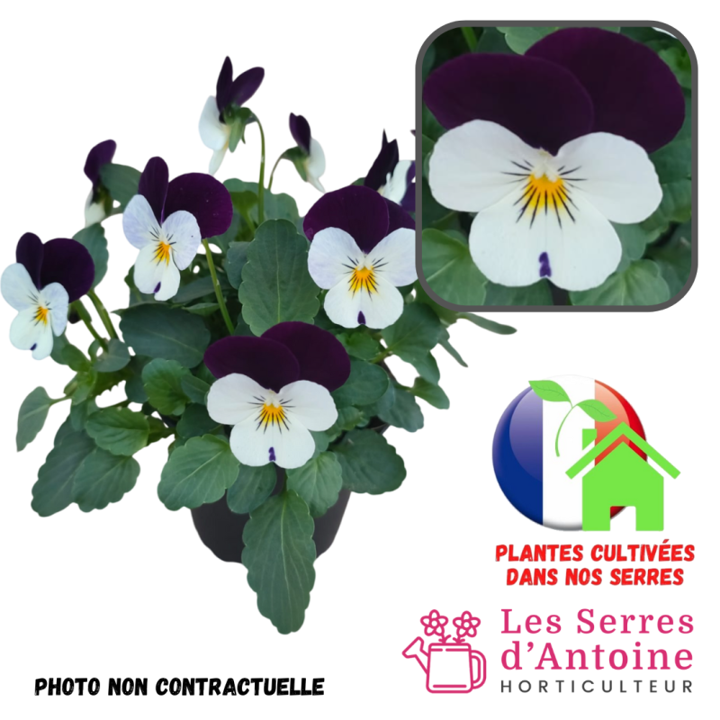 violas cornuta purple halequin violas cornuta purple halequin