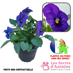 violas cornuta blue blotch