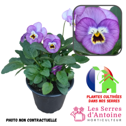 violas cornuta rose with face