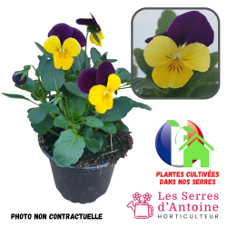 violas cornuta purple yellow