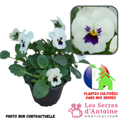 violas cornuta white blotch