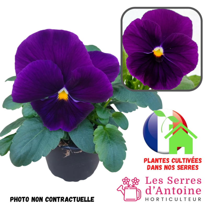 pensée pure violet