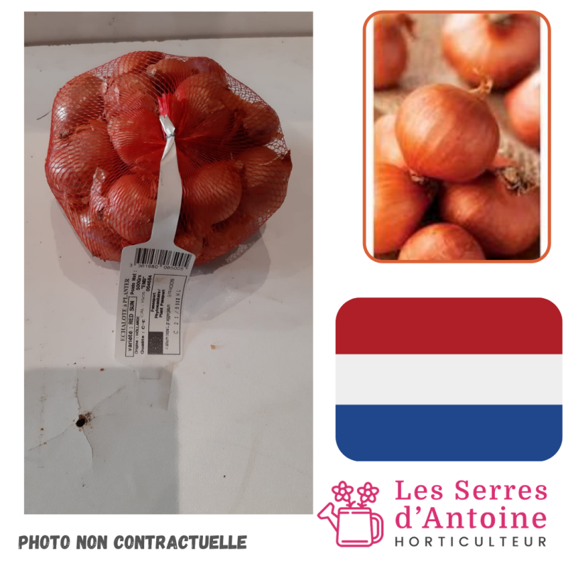 échalotte ronde red sun 1 Kg