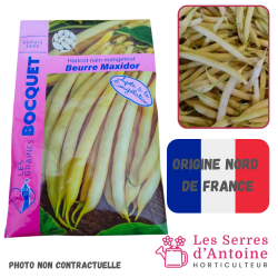 haricot nain mangetout  beurre maxidor