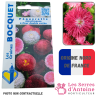 pâquerette monstrueuse à fleur double variée