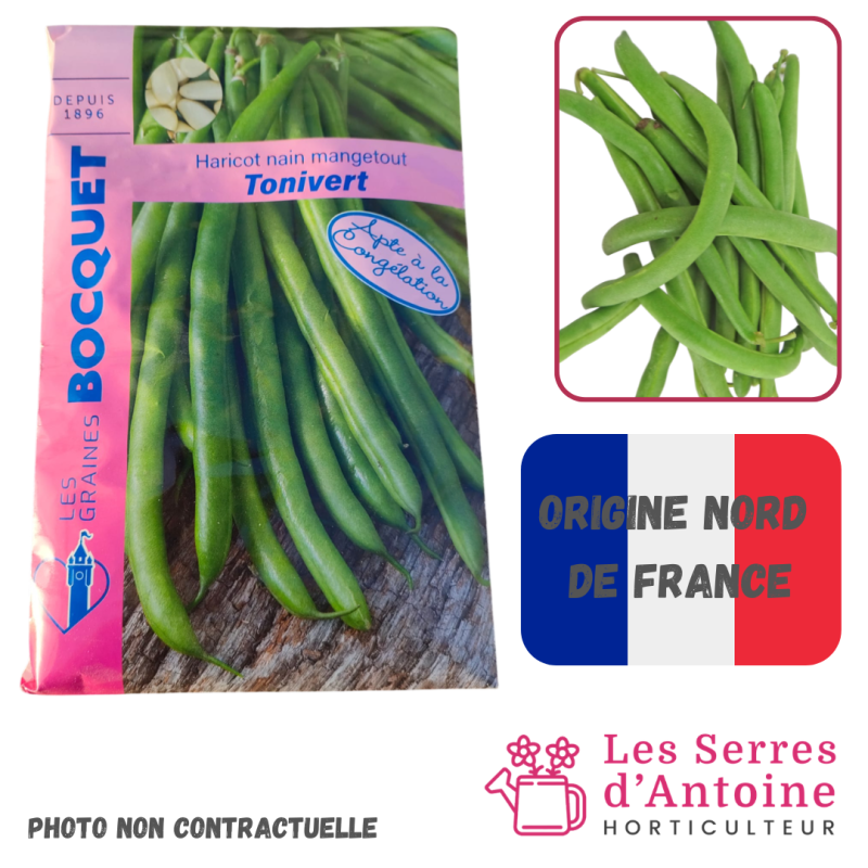 haricot nain mangetout tonivert