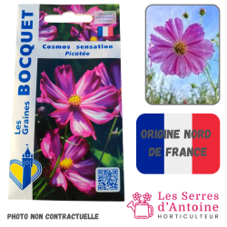 Cosmos sensation picotée