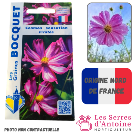 Cosmos sensation picotée