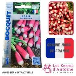 radis pernot clair