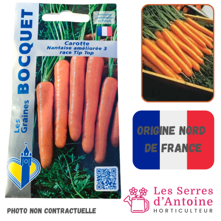 carotte nantaise race tip top