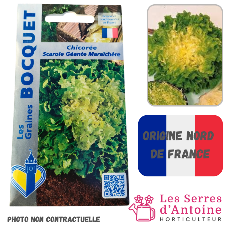 chicorée scarole géante maraichère