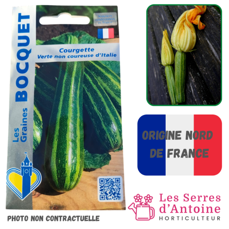 courgette verte non coureuse d'Italie