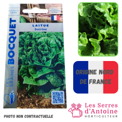 laitue grasse sucrine