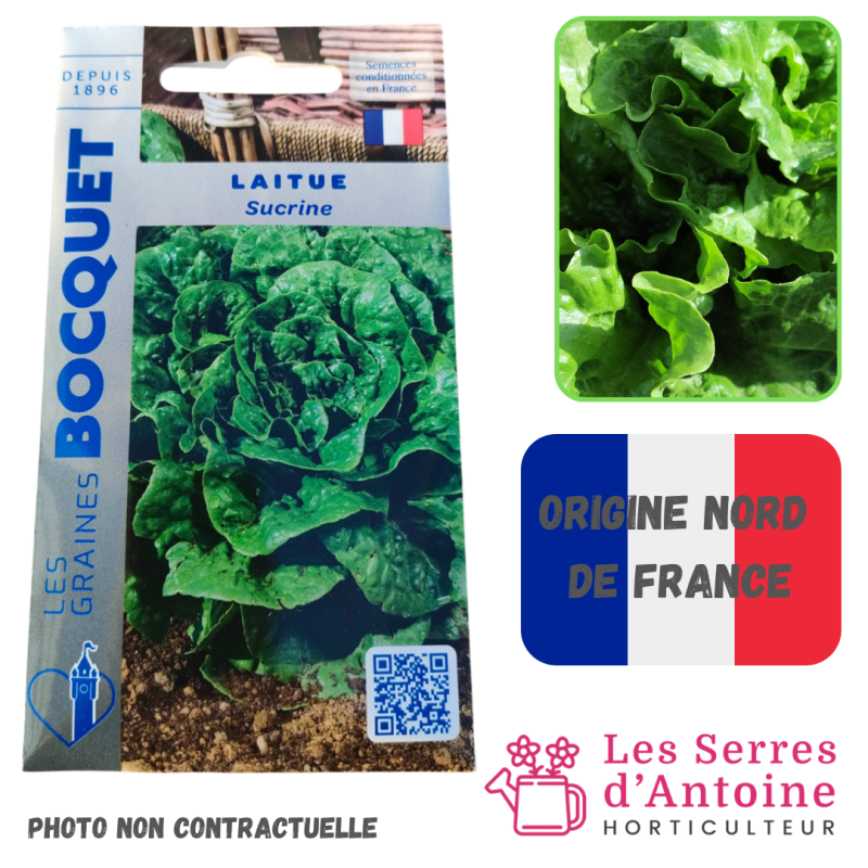 laitue grasse sucrine