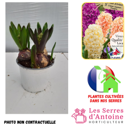 jacinthe trio nuit d'orient