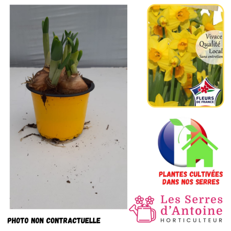 narcisse tête à tête pot de 9