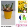 narcisse tête à tête pot 12