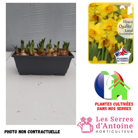 narcisse tête à tête jardinière de 25 cm