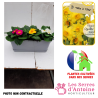 jardinière de 40 cm narcisse primevère