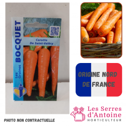 carotte longue de Saint Valéry