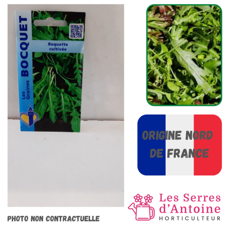 roquette cultivée