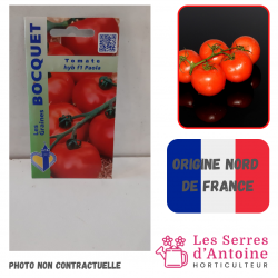 tomate hybride Paola F1