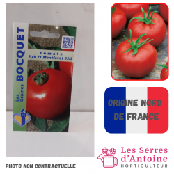 tomate hybride Montfavet...
