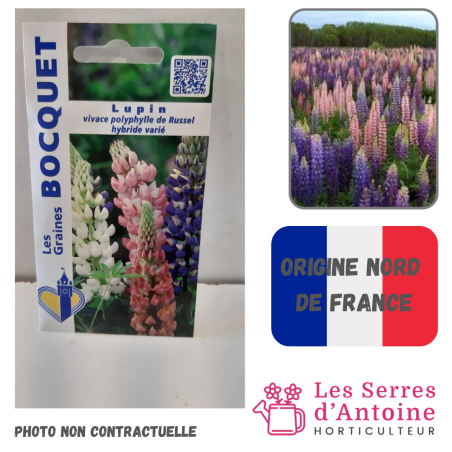 lupin polyphylle de russel hybride varié