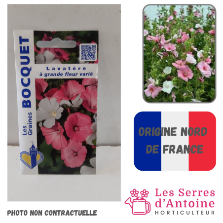 lavatère à grande fleur varié