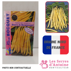 haricot nain beurre de Rocquencourt